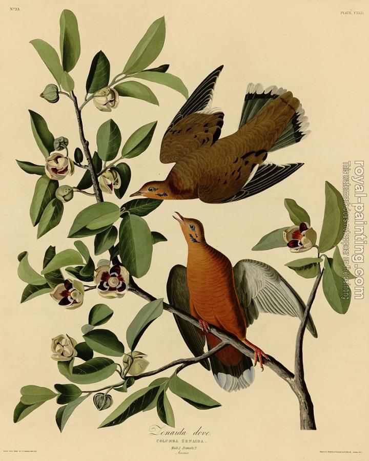 John James Audubon : Zenaida dove